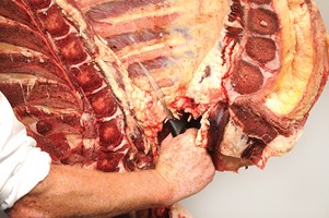 Meat Cut Spec Step 4